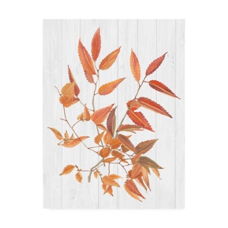Trademark Fine Art Dianne Miller 'Floral' Canvas Art, 35x47 WAG14139-C3547GG